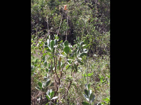 Cotyledon velutina
Pig's ear (Eng) Plakkie (Afr)
Trefwoorden: Plant;Crassulaceae;Bloem;oranje