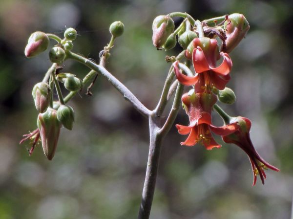 Cotyledon velutina
Pig's ear (Eng) Plakkie (Afr)
Trefwoorden: Plant;Crassulaceae;Bloem;oranje