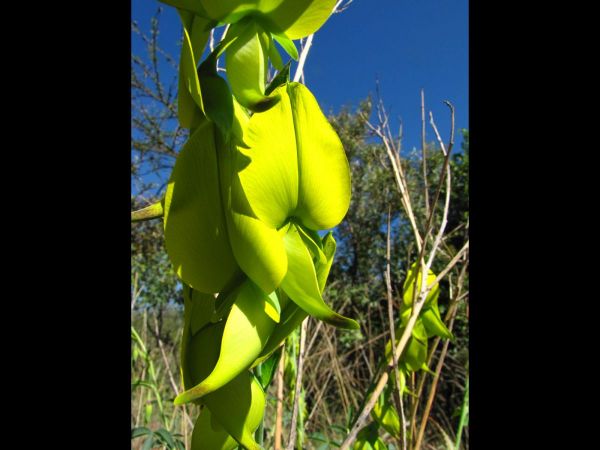 Crotalaria agatiflora
Canary Bird Bush (Eng) Voëltjiebos (Afr)
Trefwoorden: Plant;Fabaceae;Bloem;geel;groen