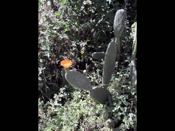 Opuntia ficus-indica
Prickly Pear (Eng) Vijgcactus (Ned)
Trefwoorden: Plant;Cactaceae;Bloem;oranje;cultuurgewas