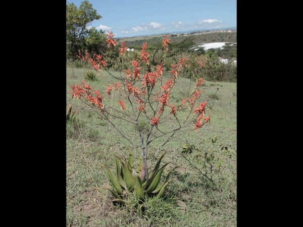 Aloe secundiflora
Trefwoorden: Plant;Asphodelaceae;Bloem;rood