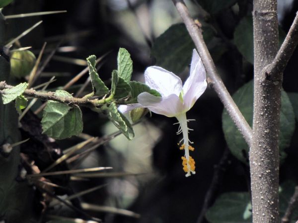 Hibiscus sp.
Trefwoorden: Plant;Malvaceae;Bloem;wit