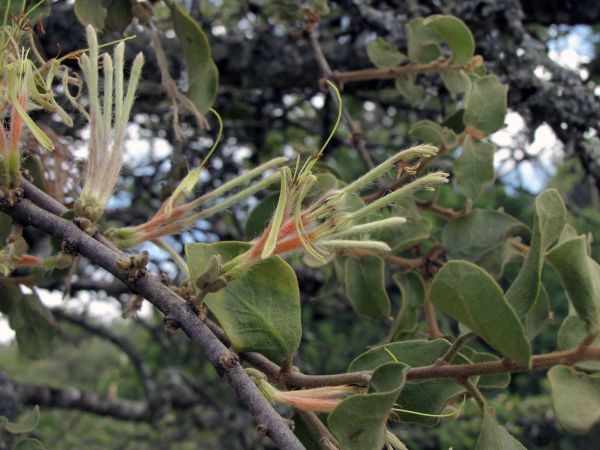 Erianthemum dregei
Hairy Mistletoe (Eng)
Trefwoorden: Plant;Loranthaceae;Bloem;groen;rood