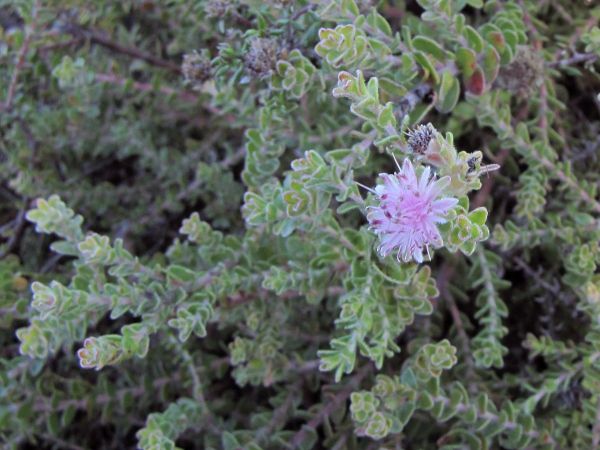 Diastella divaricata
Peninsula Silky Puff (Eng)
Trefwoorden: Plant;Proteaceae;Bloem;roze