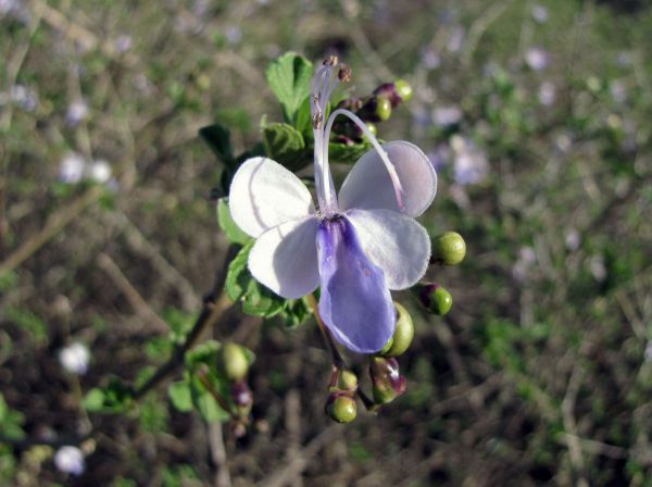 Rotheca myricoides
Butterfly Bush (Eng)
Trefwoorden: Plant;Lamiaceae;Bloem;lila