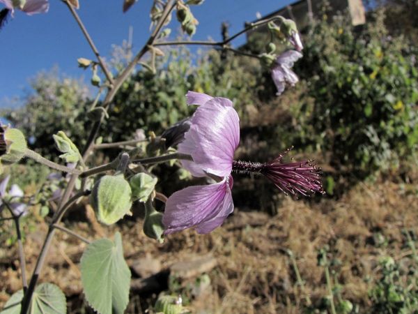 Abutilon longicuspe
Trefwoorden: Plant;Malvaceae;Bloem;paars