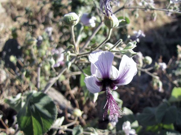 Abutilon longicuspe
Trefwoorden: Plant;Malvaceae;Bloem;paars