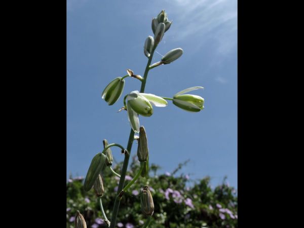 Albuca; A. canadensis
Slime Lily (Eng) Slymstok (Afr)
Trefwoorden: Plant;Asparagaceae;Bloem;wit