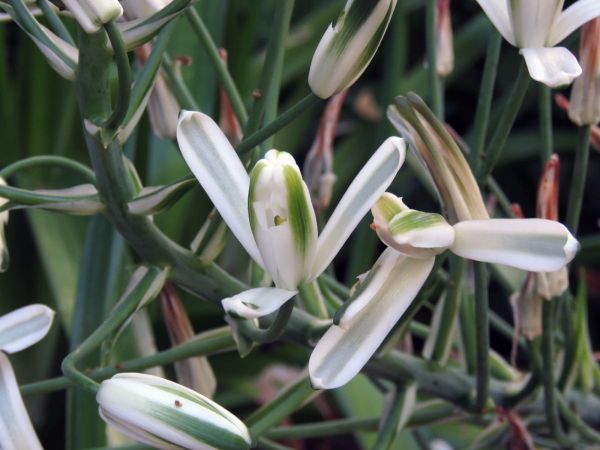 Albuca nelsonii
Slime Lily (Eng) Slymstok (Afr)
Trefwoorden: Plant;Asparagaceae;Bloem;wit;groen