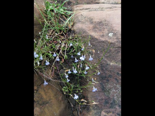 Lobelia erinus
Edging Lobelia (Eng)
Trefwoorden: Plant;Campanulaceae;Bloem;blauw