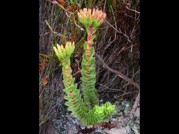 Crassula coccinea
Red Crassula (Eng) Klipblom (Afr)
Trefwoorden: Plant;Crassulaceae;Bloem;rood