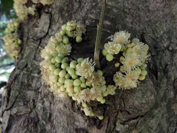 Drypetes natalensis
Natal Iron Plume (Eng) Natal Ysterpruim (Afr) - with flowers on trunk (cauliflory)
Trefwoorden: Plant;Boom;Putranjivaceae;Bloem;groen