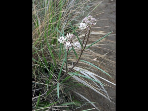 Asclepias cucullata
Hooded Meadow-Star (Eng)
Trefwoorden: Plant;Apocynaceae;Bloem;wit;purper