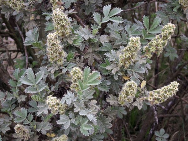 Leucosidea sericea
Old Wood (Eng) Ouhout (Afr)
Trefwoorden: Plant;Rosaceae;Bloem;groen