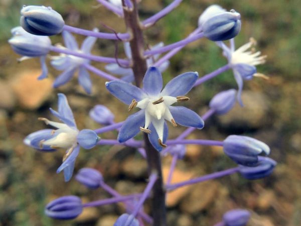 Merwilla dracomontana
Miniature Blue Scilla (Eng)
Trefwoorden: Plant;Asparagaceae;Hyacinthaceae;Bloem;blauw