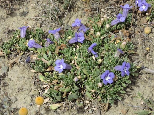 Aptosimum; A. procumbens
Karoo Violet (Eng)
Trefwoorden: Plant;Scrophulariaceae;Bloem;blauw