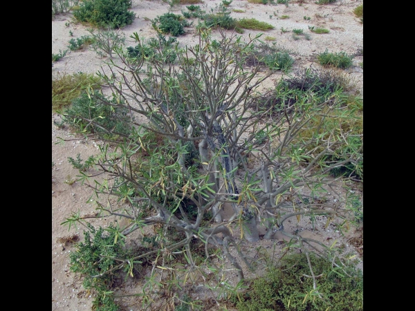 Euphorbia balsamifera
Balsam Spurge (Eng) Zoete Tabaiba (Ned)
Keywords: Plant;struik;Euphorbiaceae