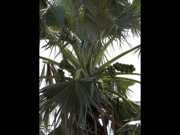 Borassus aethiopum
African Fan Palm (Eng) Äthiopische Palmyrapalme (Ger) Afrikawaaierpalm (Afr)
Trefwoorden: Plant;Boom;Aceraceae;vrucht