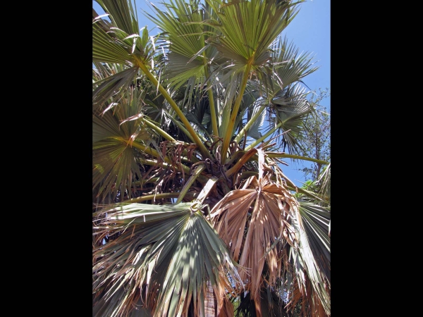 Borassus aethiopum
African Fan Palm (Eng) Äthiopische Palmyrapalme (Ger) Afrikawaaierpalm (Afr)
Trefwoorden: Plant;Boom;Aceraceae