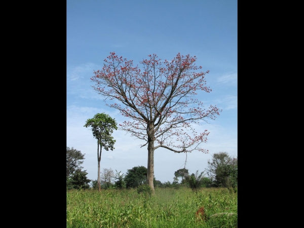 Bombax costatum
Red Kapok Tree, Red-flowered Silk-cotton Tree (Eng) Rode Kapokboom (Ned) Roter Kapokbaum (Ger)
Trefwoorden: Plant;Boom;Malvaceae;Bloem;rood