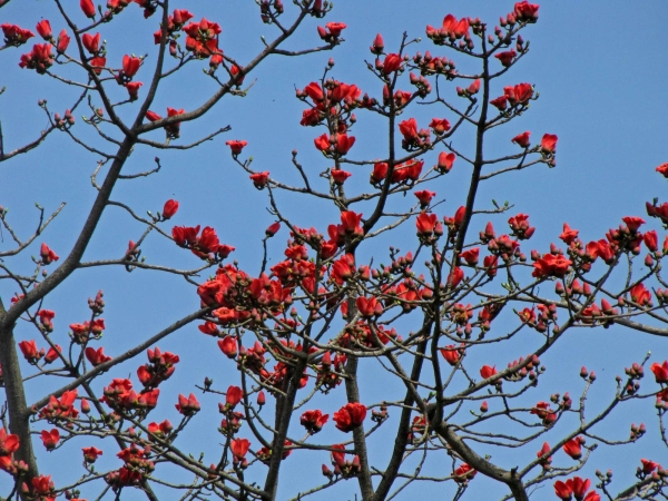 Bombax costatum
Red Kapok Tree, Red-flowered Silk-cotton Tree (Eng) Rode Kapokboom (Ned) Roter Kapokbaum (Ger)
Trefwoorden: Plant;Boom;Malvaceae;Bloem;rood