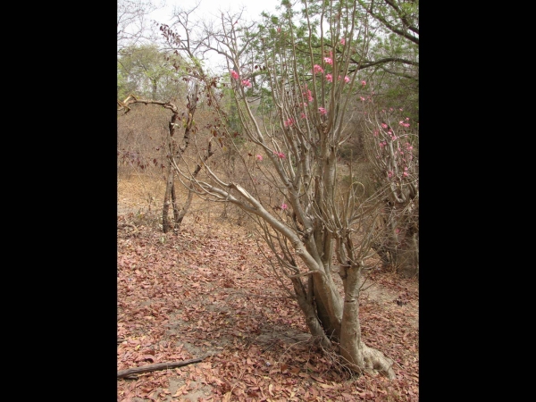 Adenium obesum
Desert-rose, Impala Lily (Eng) Woestijnroos (Ned) Wüstenrose (Ger)
Trefwoorden: Plant;struik;Apocynaceae;Bloem;roze