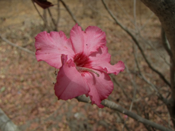 Adenium obesum
Desert-rose, Impala Lily (Eng) Woestijnroos (Ned) Wüstenrose (Ger)
Trefwoorden: Plant;struik;Apocynaceae;Bloem;roze