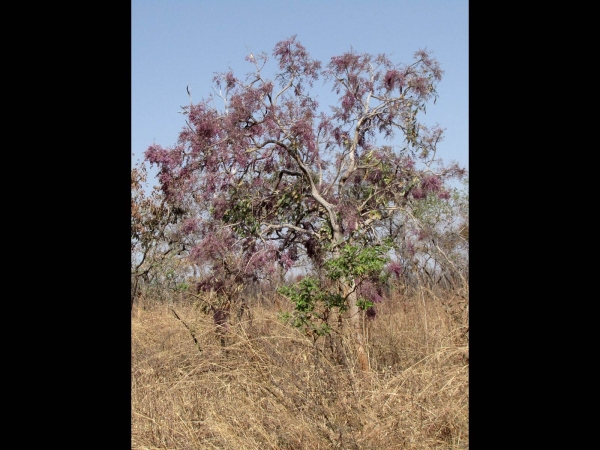 Philenoptera laxiflora
Gambian Indigo, Senegal Lilac (Eng) Savonnette (Fr)
Trefwoorden: Plant;Boom;Fabaceae;Bloem;roze