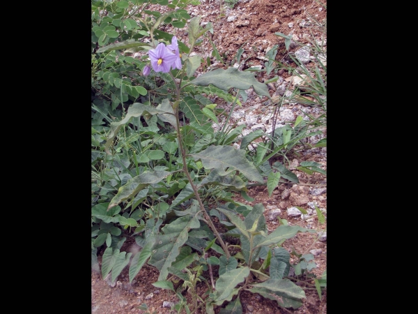 Solanum incanum
Thorn Apple (Eng)
Trefwoorden: Plant;Solanaceae;Bloem;lila