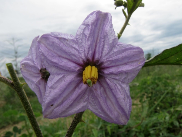 Solanum incanum
Thorn Apple (Eng)
Trefwoorden: Plant;Solanaceae;Bloem;lila