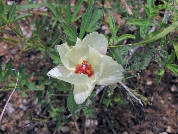 Cienfuegosia digitata
Trefwoorden: Plant;Malvaceae;Bloem;wit;geel