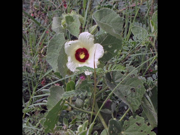 Hibiscus calyphyllus
Lemon Yellow Rosemallow (Eng) Wildestokroos (Afr)
Trefwoorden: Plant;struik;Malvaceae;wit;geel