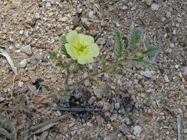 Tribulus terrestris
Puncture Vine, Maltese Cross (Eng) Maltezer Kruis (Ned) Erd-Burzeldorn (Ger) Dubbeltjie (Afr)
Trefwoorden: Plant;Zygophyllaceae;Bloem;geel