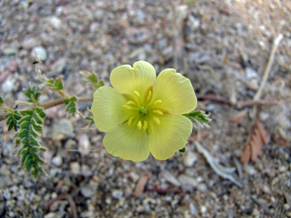 Tribulus terrestris
Puncture Vine, Maltese Cross (Eng) Maltezer Kruis (Ned) Erd-Burzeldorn (Ger) Dubbeltjie (Afr)
Trefwoorden: Plant;Zygophyllaceae;Bloem;geel