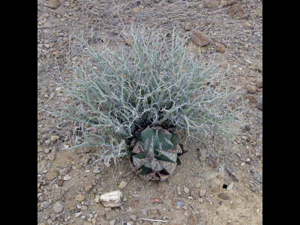 Euphorbia gariepina
– E, gariepina top, below Aloe hereroensis
Trefwoorden: Plant;Euphorbiaceae