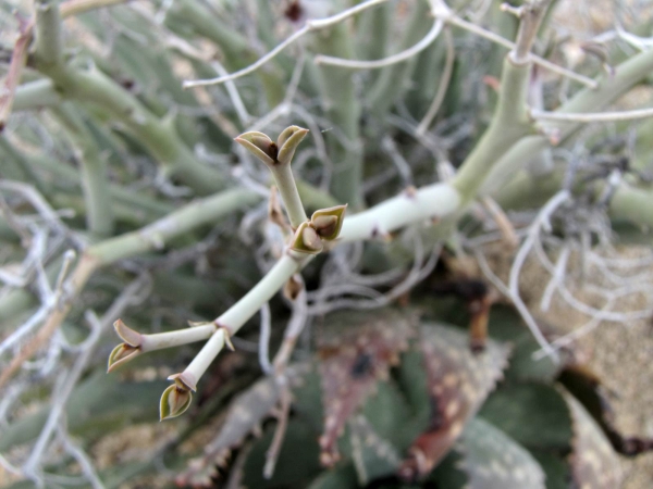 Euphorbia gariepina
Flower bud
Trefwoorden: Plant;Euphorbiaceae