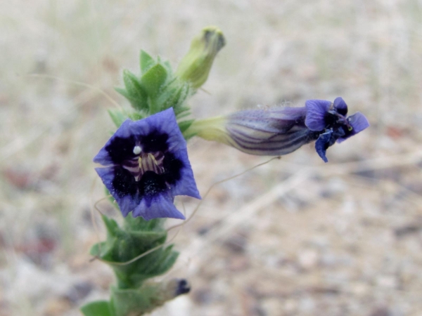 Anticharis imbricata
Trefwoorden: Plant;struik;Scrophulariaceae;Bloem;blauw