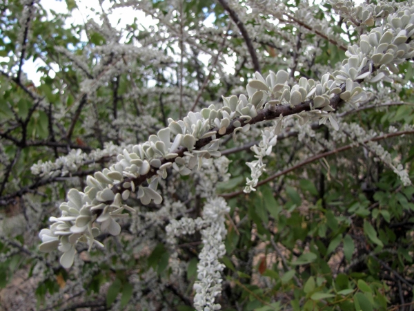 Boscia foetida
Smelly Shepherds Tree, Stinkbush (Eng) Stinkbos (Afr)
Trefwoorden: Plant;Boom;Capparaceae;Bloem;groen;onopvallend