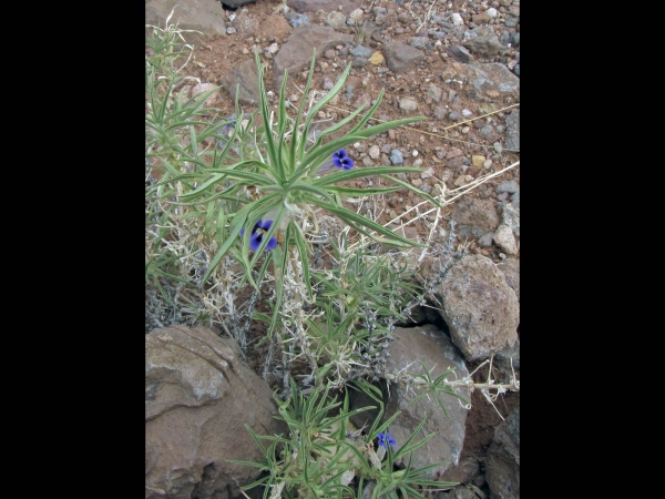 Aptosimum spinescens
Thorn Karooviolet, Violet (Eng) Doringviooltjie, Kankerbossie (Afr)
Trefwoorden: Plant;struik;Scrophulariaceae;Bloem;blauw