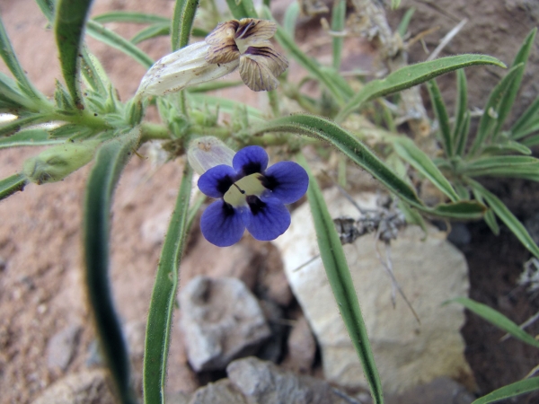 Aptosimum spinescens
Thorn Karooviolet, Violet (Eng) Doringviooltjie, Kankerbossie (Afr)
Trefwoorden: Plant;struik;Scrophulariaceae;Bloem;blauw