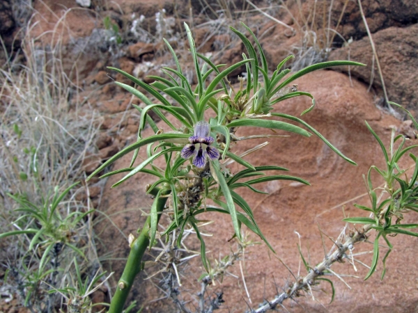 Aptosimum; A. spinescens
Thorn Karooviolet, Violet (Eng) Doringviooltjie, Kankerbossie (Afr)
Trefwoorden: Plant;struik;Scrophulariaceae;Bloem;blauw