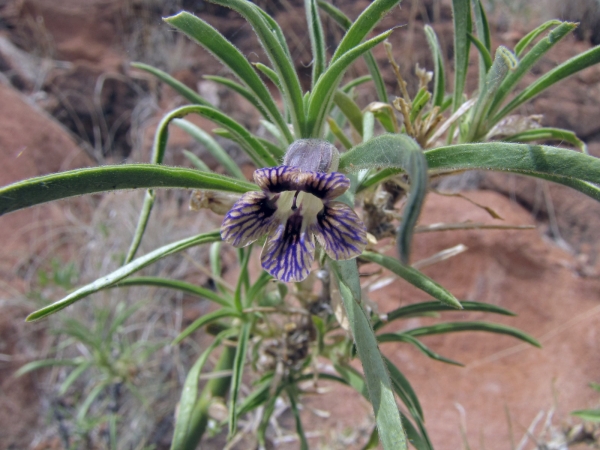 Aptosimum; A. spinescens
Thorn Karooviolet, Violet (Eng) Doringviooltjie, Kankerbossie (Afr)
Trefwoorden: Plant;struik;Scrophulariaceae;Bloem;blauw