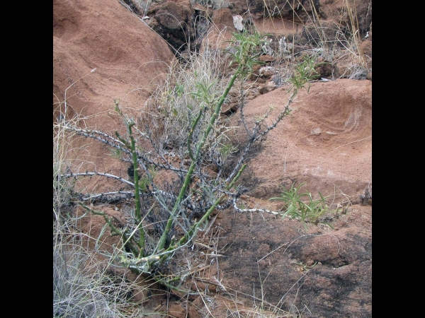 Aptosimum; A. spinescens
Thorn Karooviolet, Violet (Eng) Doringviooltjie, Kankerbossie (Afr)
Trefwoorden: Plant;struik;Scrophulariaceae;Bloem;blauw