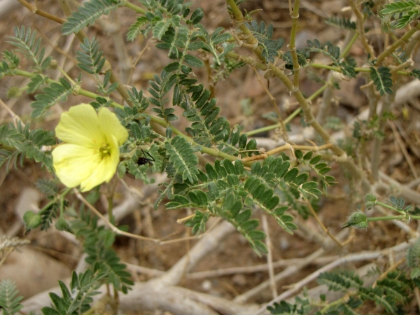 Tribulus zeyheri
Calthrop, Large-flowered Devil-thorns, Puncture Vine (Eng) Dubbeltjie (Afr)
Trefwoorden: Plant;Zygophyllaceae;Bloem;geel