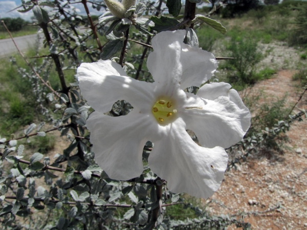 Catophractes alexandri
Trumpet thorn (Eng) Ghabbabos (Afr)
Trefwoorden: Plant;struik;Bignoniaceae;Bloem;wit