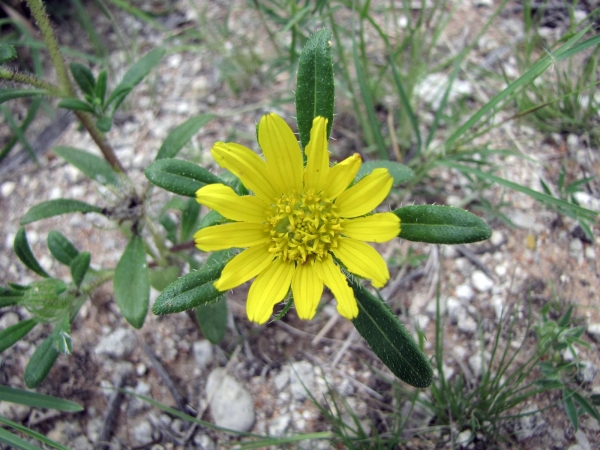 Hirpicium gazanioides
Botterblom (Afr)
Trefwoorden: Plant;Asteraceae;Bloem;geel