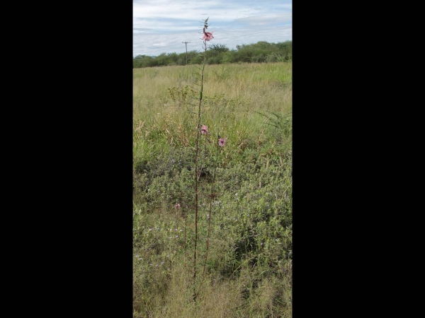 Sesamum alatum
Winged-seed Sesame (Eng) Wilde Sesam (Afr) Guzozo (Shona) 
Trefwoorden: Plant;Pedaliaceae;Bloem;roze