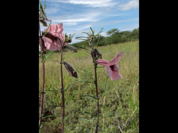 Sesamum alatum
Winged-seed Sesame (Eng) Wilde Sesam (Afr) Guzozo (Shona) 
Trefwoorden: Plant;Pedaliaceae;Bloem;roze