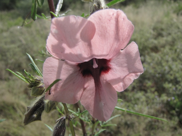 Sesamum alatum
Winged-seed Sesame (Eng) Wilde Sesam (Afr) Guzozo (Shona) 
Trefwoorden: Plant;Pedaliaceae;Bloem;roze