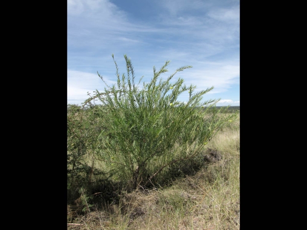 Gomphocarpus fruticosus
Swan Plant, Narrow-leaved Cotton Bush (Eng) Melkbos, Blaasoppie (Afr) Baumwoll-Seidenpflanze (Ger)
Trefwoorden: Plant;struik;Apocynaceae;Bloem;wit